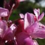 Redbud (Cercis occidentalis): There were several of these showy native trees but most all of them had been planted.